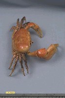 凶狠圓軸蟹藏品圖，第5張